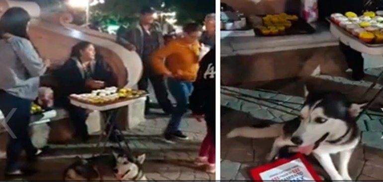 Una chica vende tortas para pagar la quimioterapia de su perro