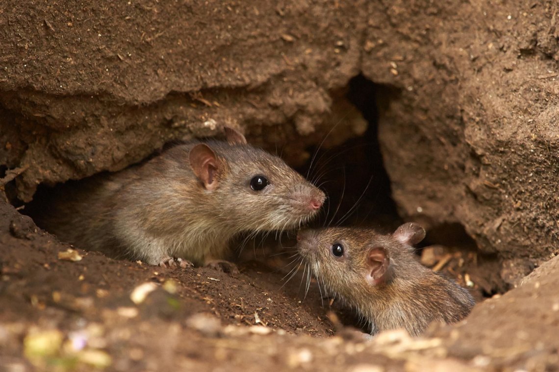 Nuevos casos de Hantavirus: 6 claves para prevenirlo