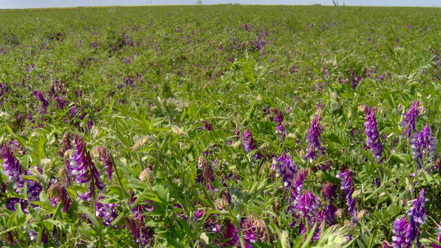 Cultivos de servicio: una herramienta clave para una agricultura sustentable