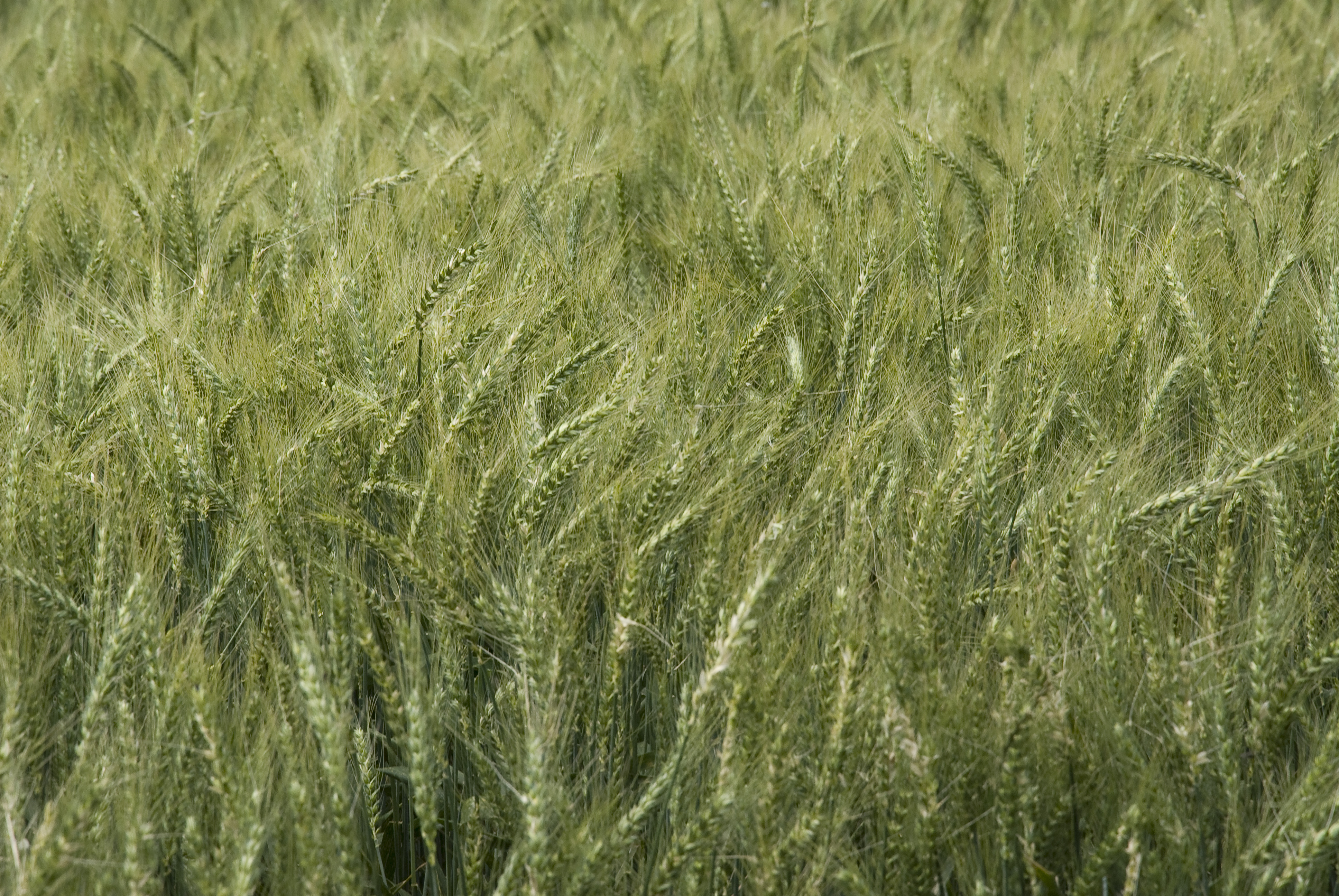 La importancia del tratamiento de semillas en los cereales de invierno