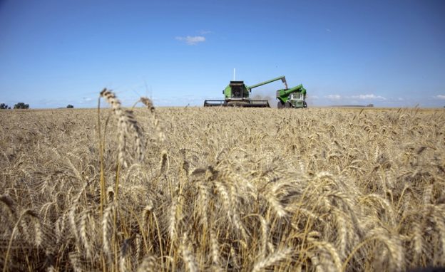 Se espera la peor cosecha de trigo en 5 años