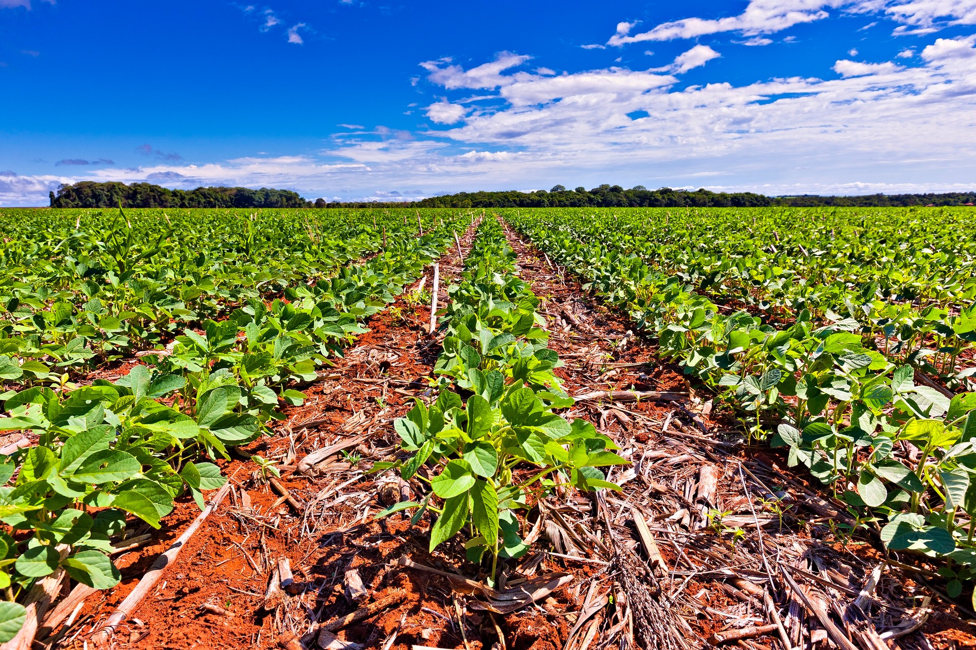 BASF se compromete con metas a diez años para impulsar una agricultura sustentable