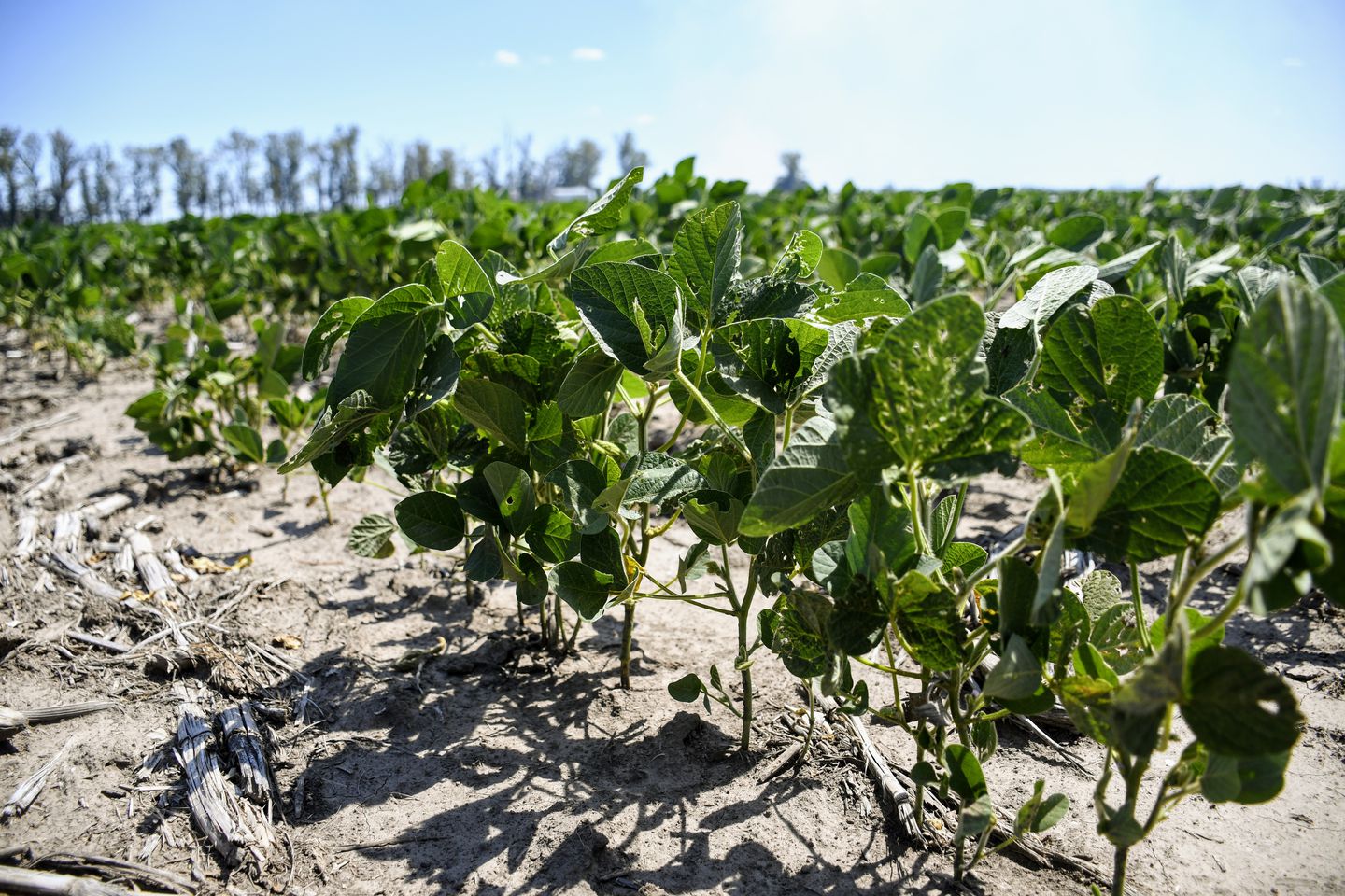 Las lluvias y el descenso de la temperatura aliviaron a la soja y al maíz