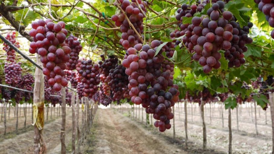 El efecto multiplicador de la vitivinicultura y su potencial de crecimiento exportador