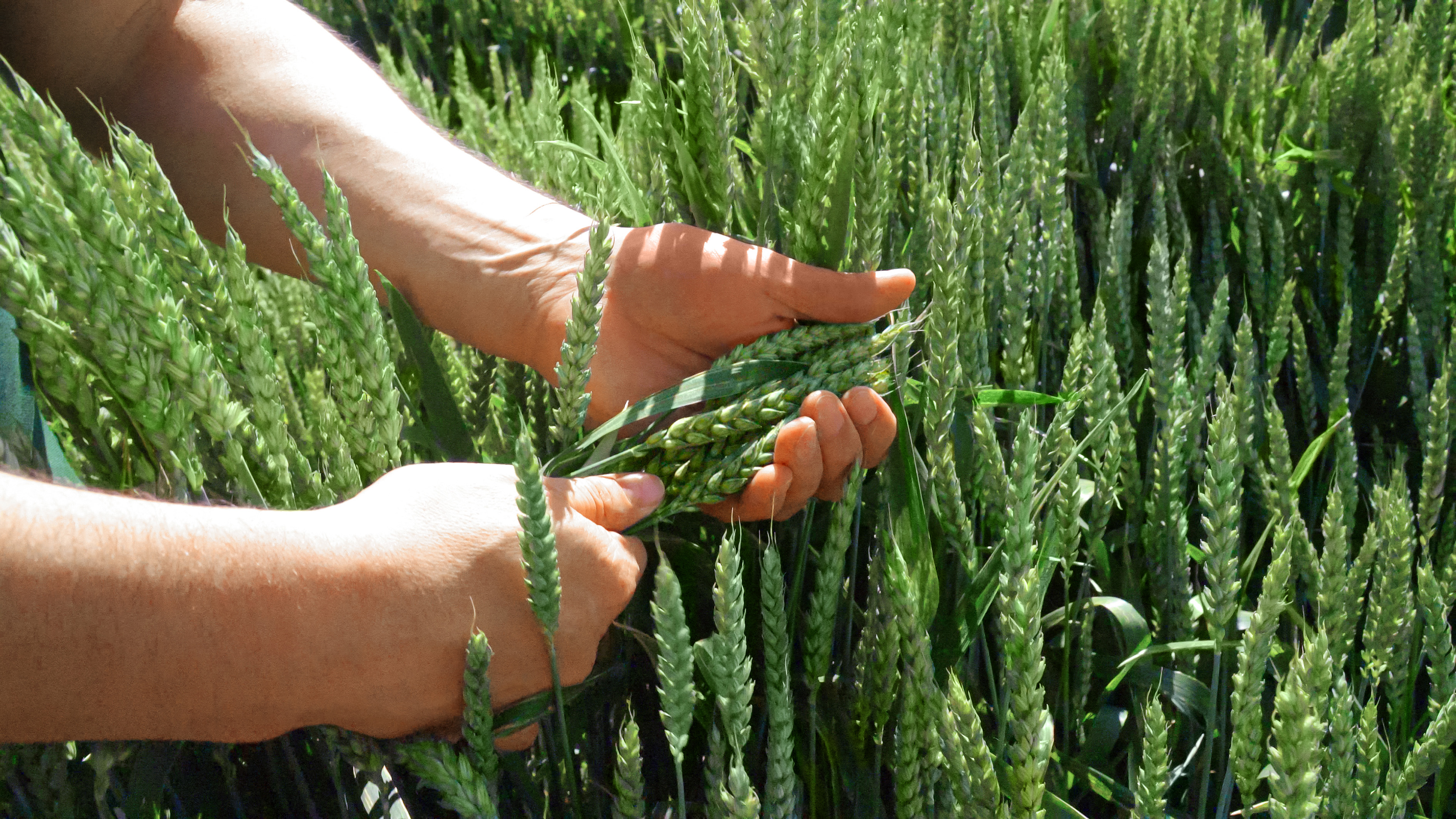 Por qué es importante proteger al cultivo desde la semilla