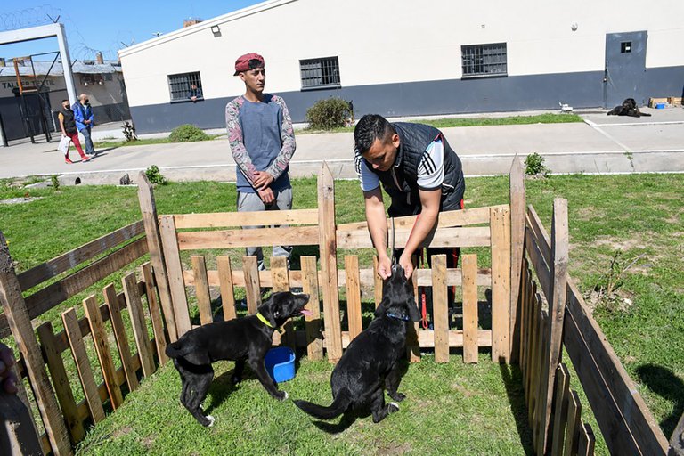 Capacitan a presos bonaerenses para adiestrar perros que asisten a personas con discapacidad