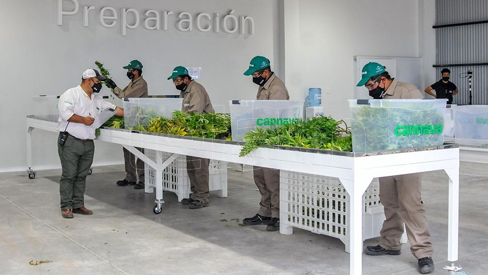 Inauguraron un complejo de biotecnología para la producción de cannabis medicinal