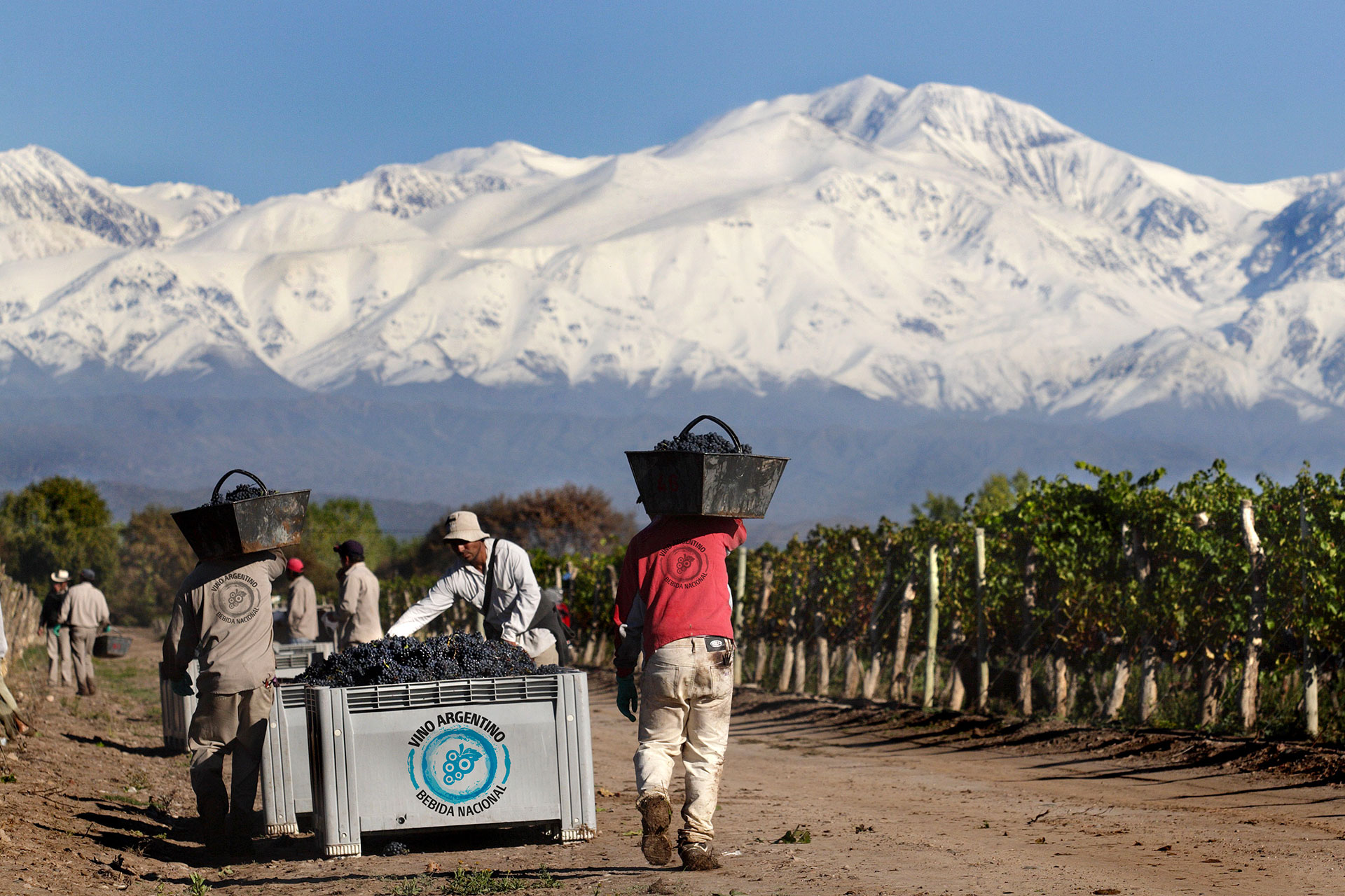 La industria vitivinícola argentina celebra el Día del Vino Argentino