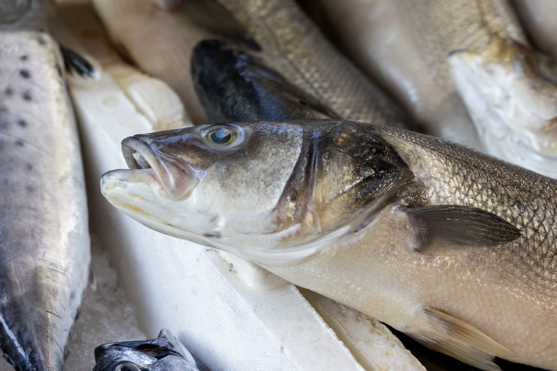 Omega-3: sustentabilidad y calidad nutricional para el consumidor