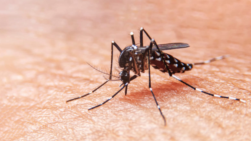La mejor defensa contra el dengue en la prevención