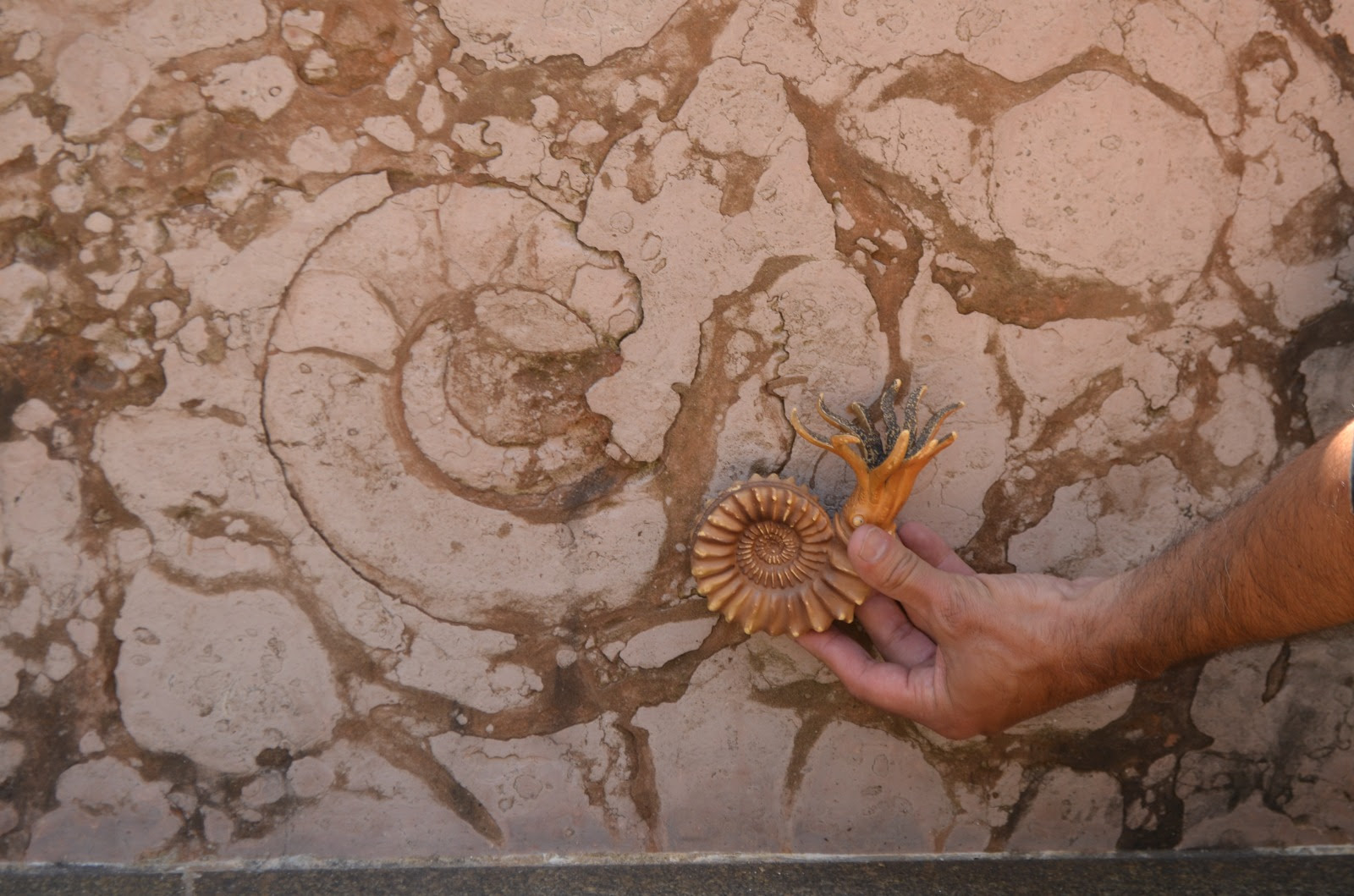 Se abre la convocatoria para participar en la Semana de Arqueología y Paleontología